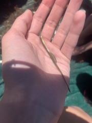 Syngnathidae