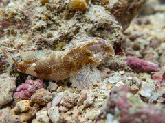 Redfin Waspfish photo 2