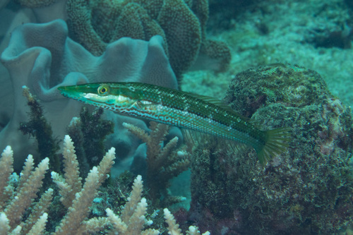 Cigar wrasse (Cheilio inermis) — Labridae