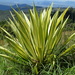 Mauritius Hemp - Photo (c) James Steamer, some rights reserved (CC BY-NC), uploaded by James Steamer