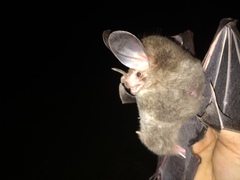 Chrotopterus auritus