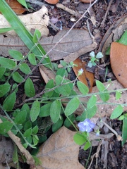 Evolvulus alsinoides