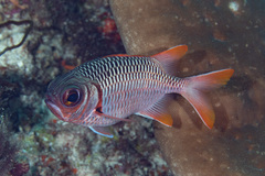 Myripristis violacea
