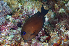 Ctenochaetus binotatus