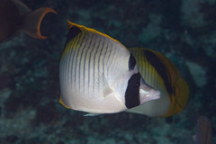 Chaetodon oxycephalus