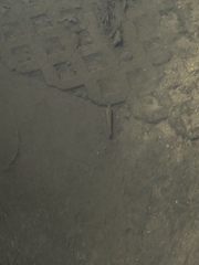 Micropterus dolomieu