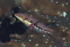 Halichoeres nebulosus