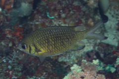 Chromis weberi