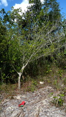 Allophylus laevigatus