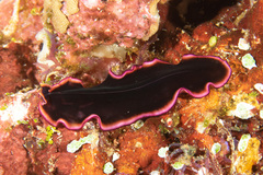 Pseudobiceros gloriosus