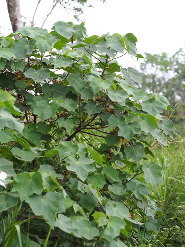 Image of Hibiscus makinoi by no rights reserved