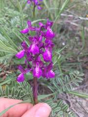 Anacamptis morio caucasica