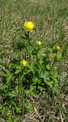 Trollius europaeus transsilvanicus