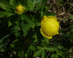 Trollius europaeus transsilvanicus