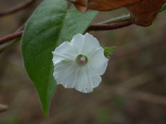 Ipomoea biflora