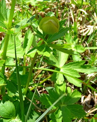 Trollius europaeus transsilvanicus