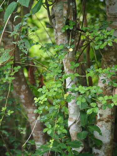 Image of Eleutherococcus trifoliatus by no rights reserved