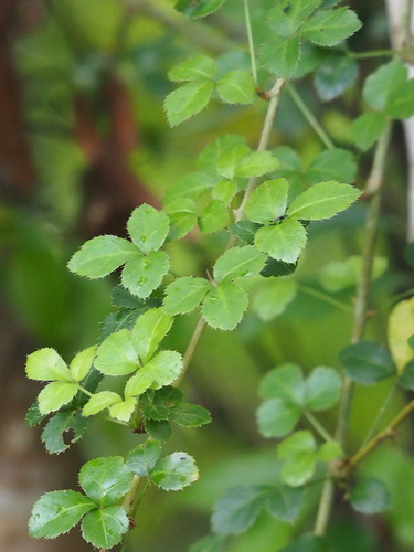 Image of Eleutherococcus trifoliatus by no rights reserved