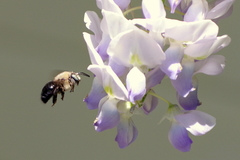 Xylocopa tabaniformis androleuca