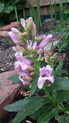 Penstemon hartwegii
