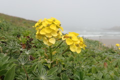 Erysimum menziesii