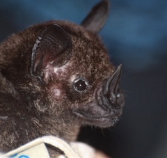 Phyllostomus hastatus