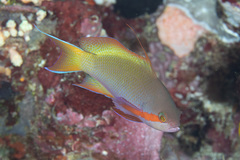 Pseudanthias huchtii