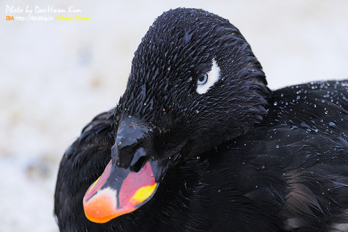 斑臉海番鴨 ビロードキンクロ Stejneger's Scoter