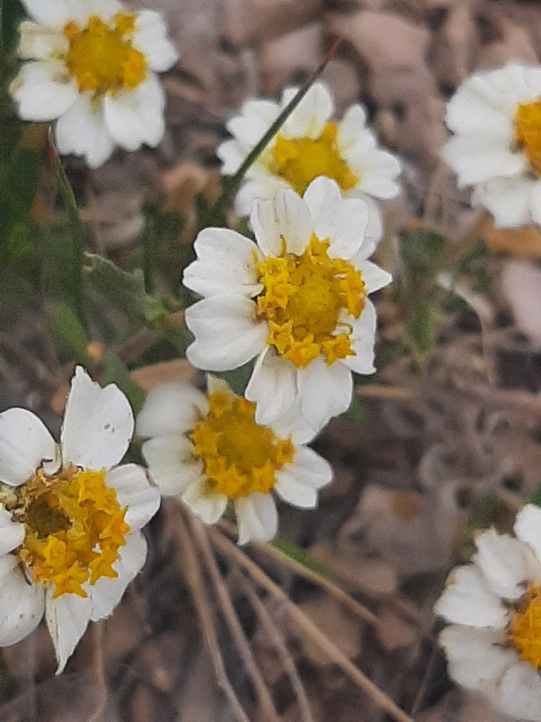 blackfoot daisy from Otero County, CO, USA on May 9, 2024 at 01:07 PM ...