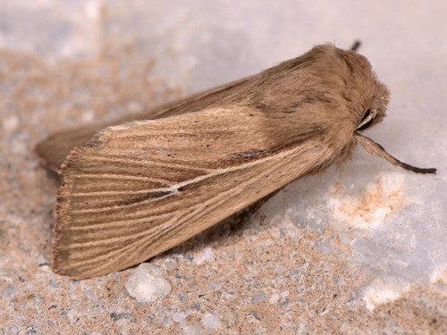 Mythimna sicula
