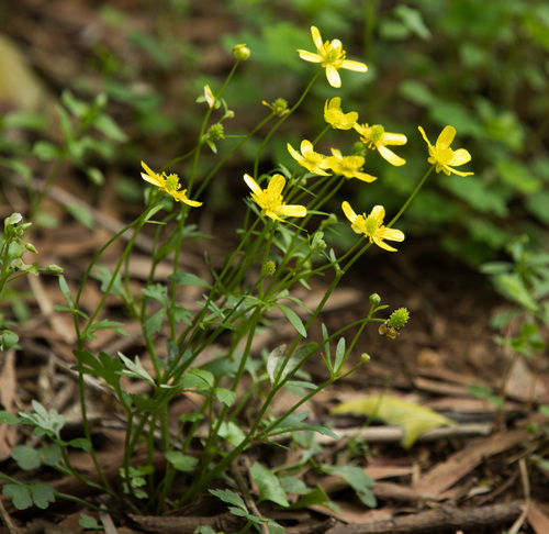 Ranunculus ternatus iNat (1)