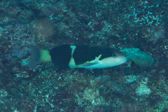 Thalassoma nigrofasciatum