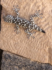Ptyodactylus puiseuxi