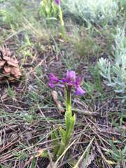 Anacamptis morio caucasica