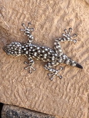 Ptyodactylus puiseuxi