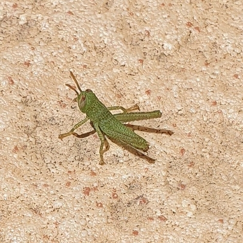 Ägyptische Wanderheuschrecke