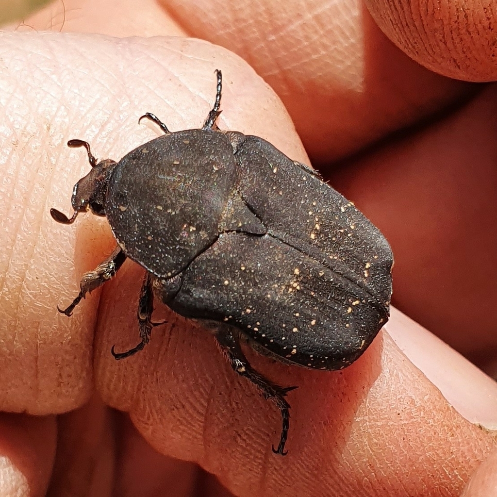 Speckled Rose Chafer