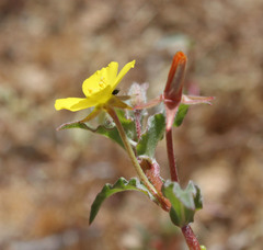 Camissoniopsis confusa