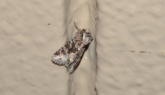 Lacinipolia cuneata