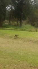 Theristicus caudatus