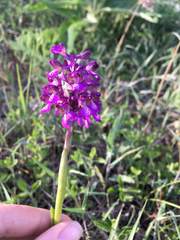 Anacamptis morio caucasica