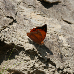 Charaxes aristogiton