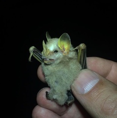 Mesophylla macconnelli