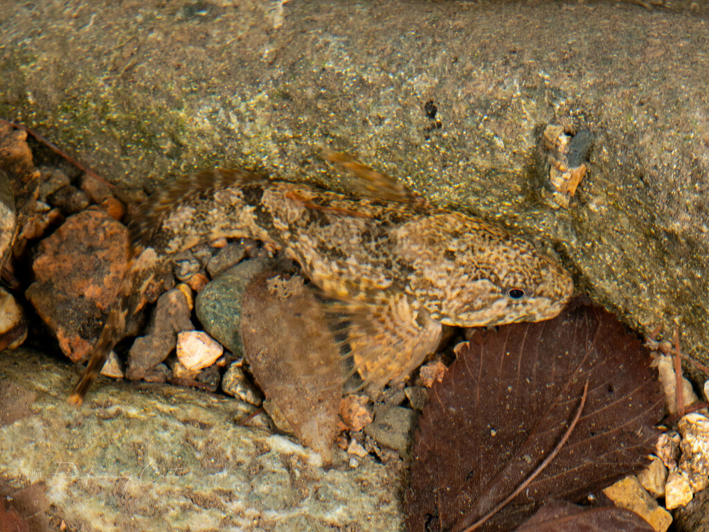 Alpine bullhead (Cottus poecilopus) — Cottidae