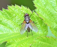 Hydrophoria lancifer