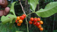 Allophylus laevigatus