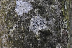 Arthonia radiata