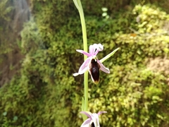 Ophrys lunulata