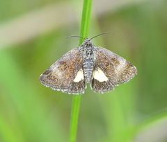 Panemeria