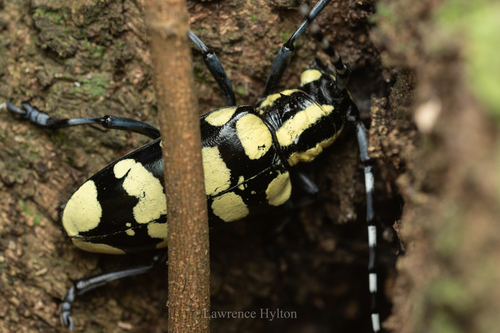 Photo of Chinaberry Yellow-banded Longhorn Beetle (Anoplophora horsfieldii)